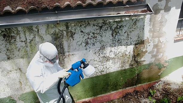 Trusted Attic Mold Removal service in National Park, NJ - Cheap Mold Removal